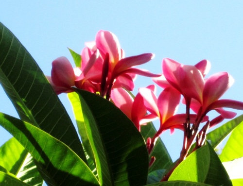 Sarah_Tanzanite's profile picture. 