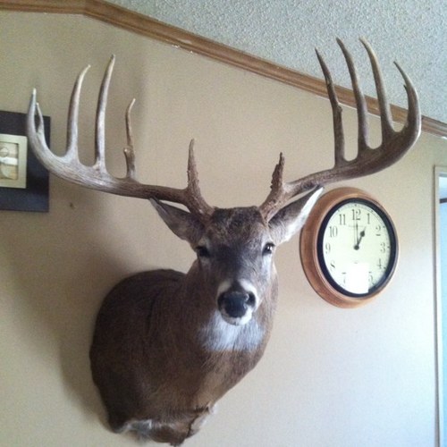 sw_ksbuckfever's profile picture. 