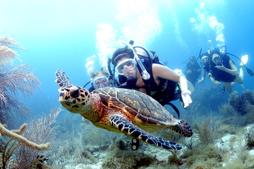 Focus on advanced dive education & certification while learning to sail.  Certified divers can pursue multiple advanced certifications at Sail Caribbean.