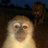 gonrrhea's profile image