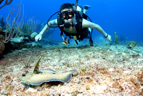 Sail Caribbean's Tropical Marine Science program.