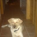 Tracy VanDyke - @tshell2 - Twitter