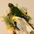 kohasan0907's profile image
