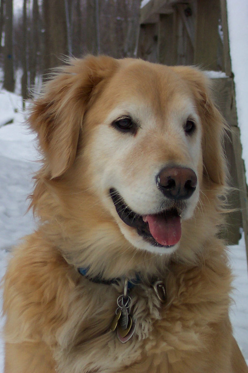 #Marketing Director: digital mkting, social media, content strategy. Happy wife, mom, skier, love rescue animals. Tweets are my own.