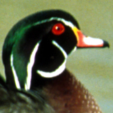 djcasedotcom's profile picture. Communications specialists in natural resources conservation