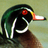 djcasedotcom's profile image