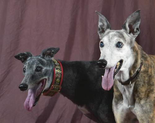 gogreyhounds4us's profile picture. Greyhound Adoption & Rescue.