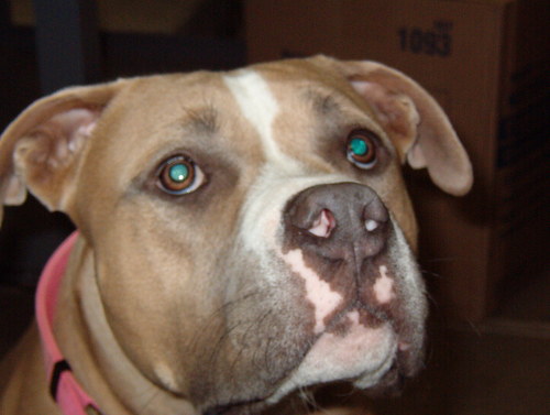 K9PWR's profile picture. Pitbull advocate,dog rescues