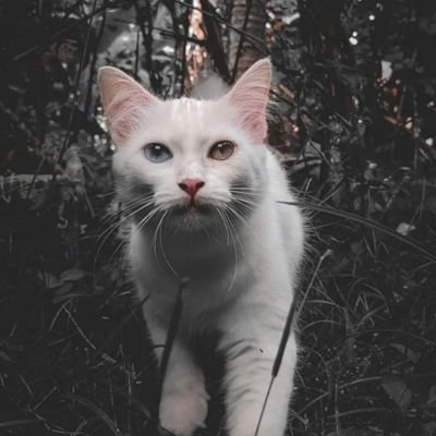 delphi_hi's profile image