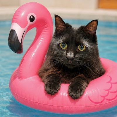 レナ♀🐈‍⬛保護猫🐈‍⬛2023.3/3生まれ(推定)🐈‍⬛にゃんくる川崎卒業🐈‍⬛リトルキャッツ出身🐈‍⬛エイズキャリア🐈‍⬛猫カフェ投稿→@_Rikakkuma_ LINEスタンプ→ https://t.co/fe6A5GzKck