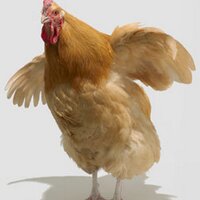 ChickenSpeak(@ChickenSpeak) 's Twitter Profile Photo