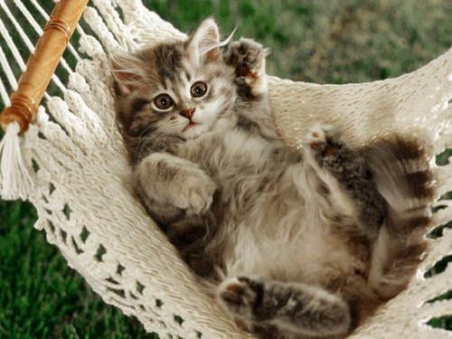 CelinaNielsen's profile picture. 