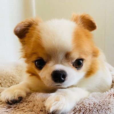 toshlove