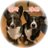 chacha_yume315's profile image