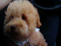 dchow8's profile picture. Just living the dream!