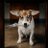 pincheperrito1's profile image