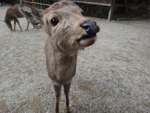 春眠暁を覚えず