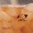 domoto_a_a's profile image