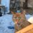 mandaquin1's profile image