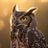 sabber_dev's profile image