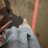 berry18___'s profile image