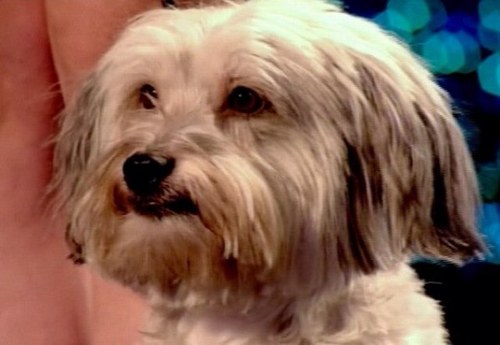 Official Fan Twitter for Pudsey the dancing dog, other half of Ashleigh and Pudsey on Britains Got Talent. Please show your support and follow us on our journey