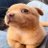 deluluywt's profile image
