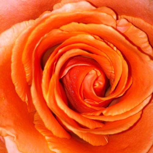 _missash_'s profile picture. inappropr