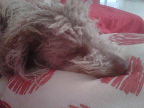 joseragj's profile picture. 