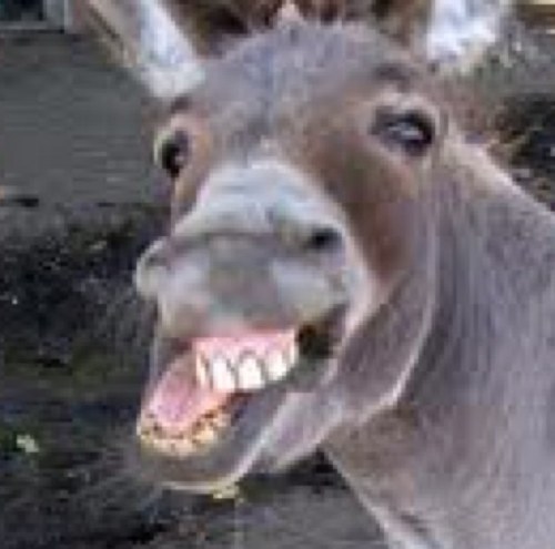 Donkey