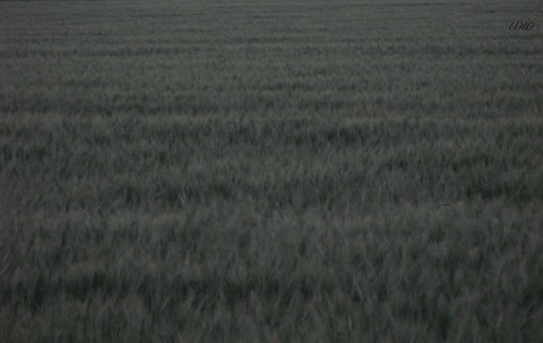 teddywm's profile picture. Documentary photographer. Global Shaper. Alien.