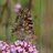 BC_Norfolk's profile image