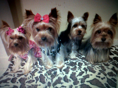 PIERITOPU's profile picture. 