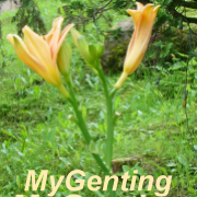 My Genting