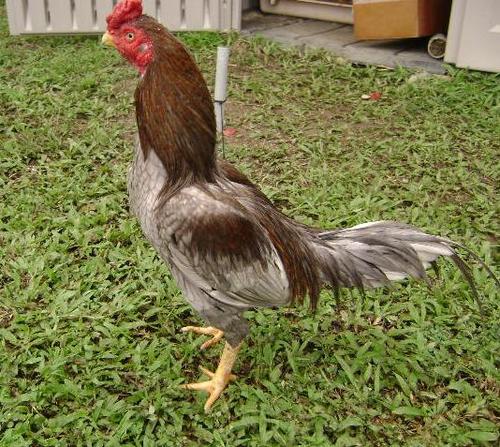 clclassic's profile picture. Pigeon - One Loft Race