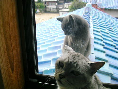 lovelytawako's profile picture. 猫と巨人が好きです！！