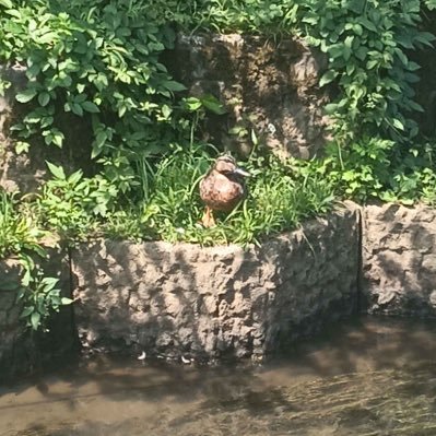 やがみ君　🦆