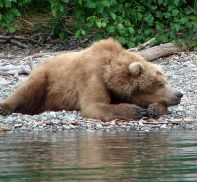 Sierra Club's National Alaska Outings place for trip updates, news and comments