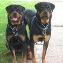 Priscilla Chin - @Seilai71 - Twitter