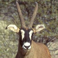 ignas heitkonig #BendingTheBiodiversityCurve (@ignasheitkonig) 's Twitter Profile Photo ignas heitkonig #BendingTheBiodiversityCurve (@ignasheitkonig) 's Twitter Profile Photo