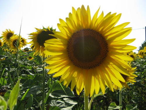 Discover Lucca with a Qualified Local Guide! :)