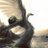 Duja_Alsehnawi's profile image