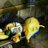 aguassalsicha_'s profile image