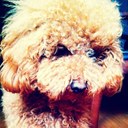 Phoenix Wang - @Kuma_D_Phoenix - Twitter