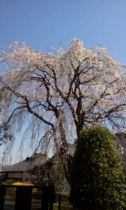 桜咲く春に生まれて、桜咲く相模原に来ました。
桜咲く春は私にとって感慨深い季節です。
桜のように潔い人生を過ごしていきたい。