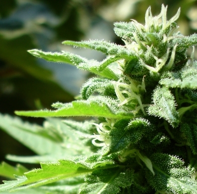 canna_binoid's profile picture. 