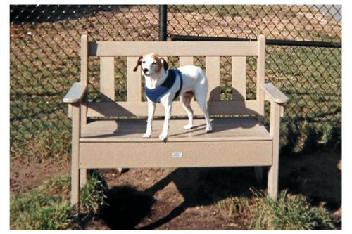 Working with Community Animal Watch in OOB--loving helping the animals.