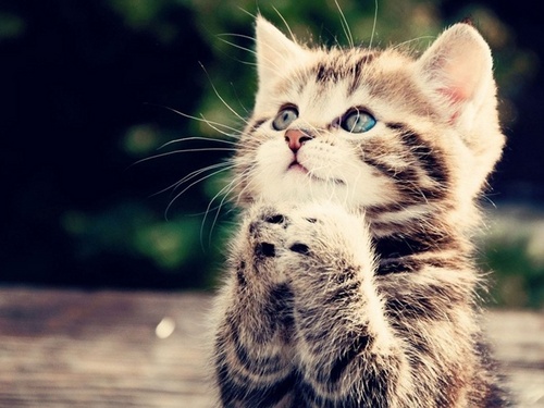 bluub_vanessa's profile picture. 