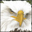 yvirnunder's profile image