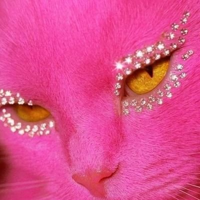 Amante de los gatos y de Pokémon Go.